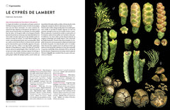 Encyclopédie des plantes libres - Toutes les familles de plantes à fleurs sauvages d'Europe