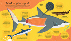 À la rencontre des requins