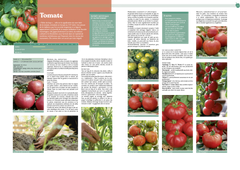 Le potager, le guide des végétaux