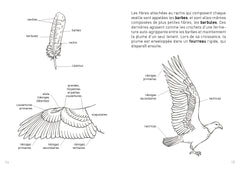 Le Petit guide des plumes - 70 trouvailles à identifier