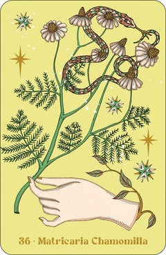 Herbarium oracle