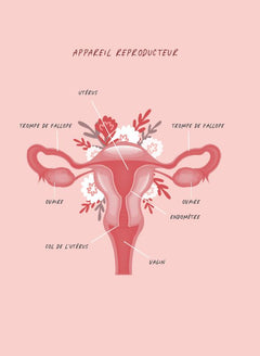 Journal intime menstruel