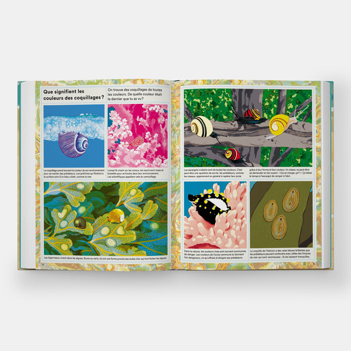 La vie secrète des coquillages