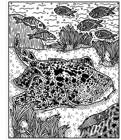 Les requins - La peinture magique - Dès 5 ans