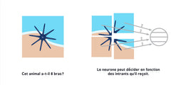 Les réseaux neuronaux pour les bébés