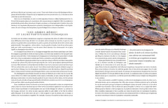 Hallucinants champignons