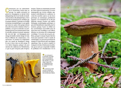 Reconnaître les bons champignons - Guide de terrain