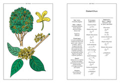 Le Gingembre en parfumerie