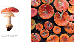 Ptit land art - Automne