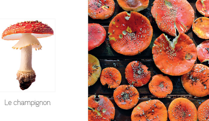 Ptit land art - Automne