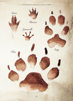 Le Forestarium - Mythes, légendes et explorations au coeur de la forêt