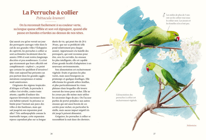 Les oiseaux de nos jardins & leur vie secrète