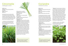 Plantes aromatiques - Comment les cultiver et les entretenir facilement