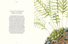 Fougères - Une leçon d'adaptation