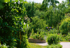 Les herbes aromatiques