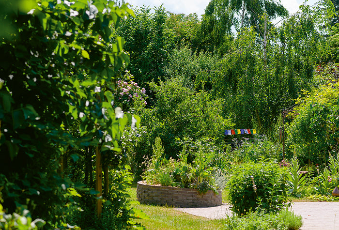 Les herbes aromatiques