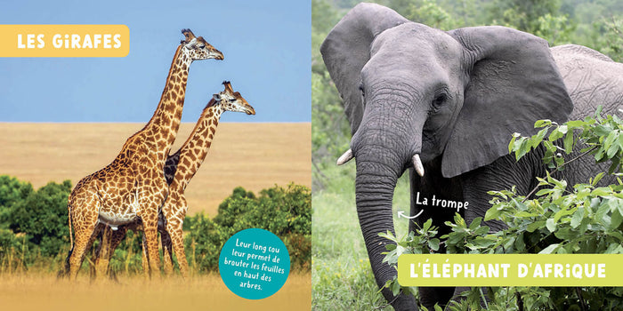 Mon premier doc photo - Les animaux de la savane