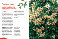 Cactées et succulentes - Comment les cultiver et les entretenir facilement