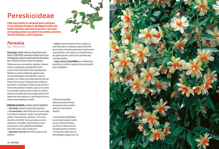 Cactées et succulentes - Comment les cultiver et les entretenir facilement