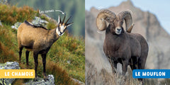 Les animaux de la montagne