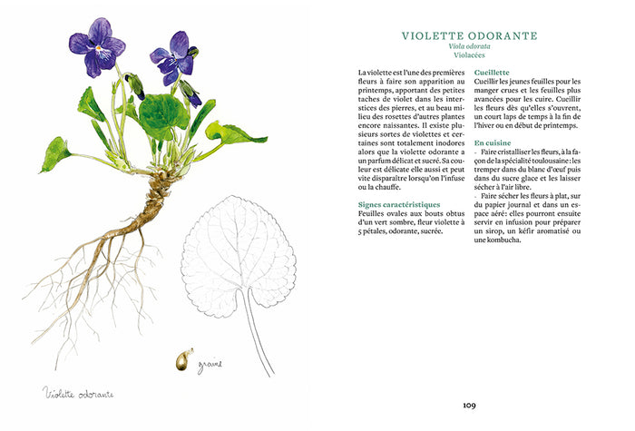 Cuisiner les plantes sauvages du jardin