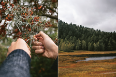 Recettes de la nature. Arpenter le paysage