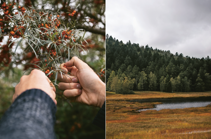 Recettes de la nature. Arpenter le paysage