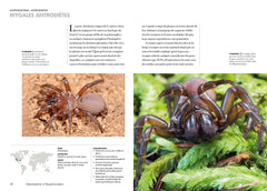 Les araignées du monde