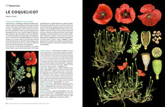 Encyclopédie des plantes libres - Toutes les familles de plantes à fleurs sauvages d'Europe