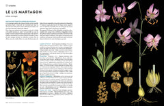 Encyclopédie des plantes libres - Toutes les familles de plantes à fleurs sauvages d'Europe