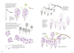 Leçons d'aquarelle japonaise