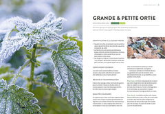Plantes sauvages comestibles en automne et en hiver