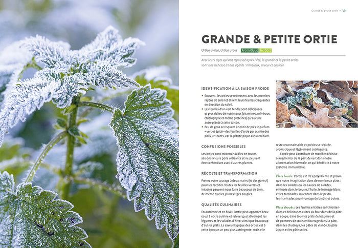 Plantes sauvages comestibles en automne et en hiver