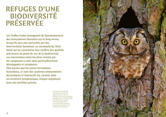 Mystérieuses vieilles forêts - Un voyage immersif au coeur des écosystèmes préservés