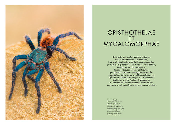 Les araignées du monde