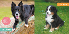 MON PREMIER DOC PHOTO - ANIMAUX DE LA FERME