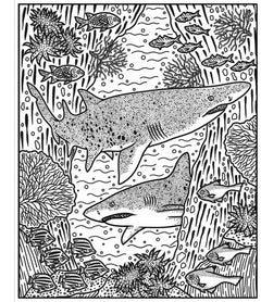 Les requins - La peinture magique - Dès 5 ans
