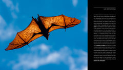 Introduction à la photographie animalière - Techniques et conseils pratiques