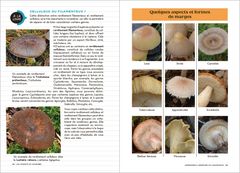 Les Carnets du Scarabée - Champignons