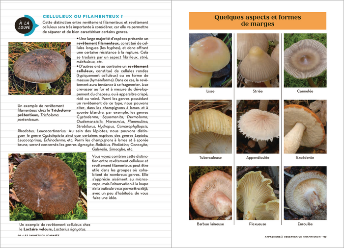 Les Carnets du Scarabée - Champignons