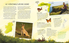 À la recherche du lièvre doré