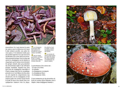 Reconnaître les bons champignons - Guide de terrain