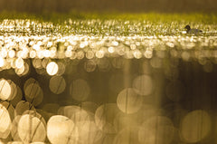 La rivière en bas de chez moi