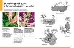 Multiplier toutes les plantes - Semis, bouturage, greffe, marcottage, division