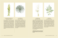 Le tarot des plantes sauvages
