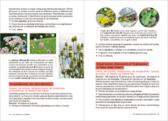 Les carnets du scarabée - Fleurs sauvages