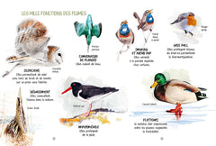 Découvrir les oiseaux de nos jardins