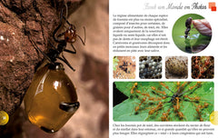 Les fourmis