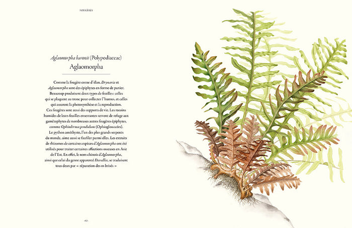 Fougères - Une leçon d'adaptation