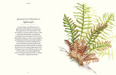 Fougères - Une leçon d'adaptation